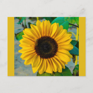 Sunflower with Bee Postcard