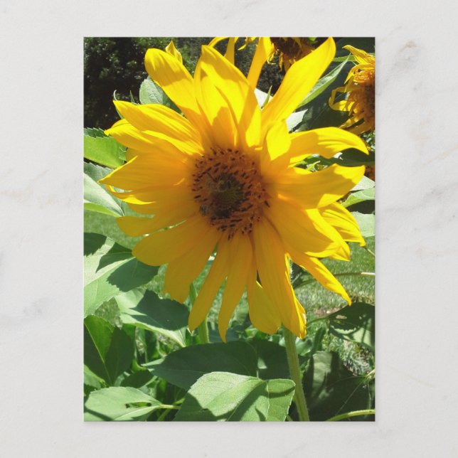 Sunflower with Bees Postcard (Front)