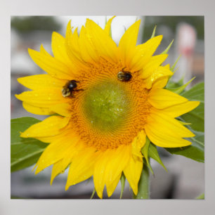 Sunflower with Bees Poster