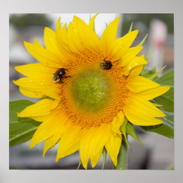 Sunflower with Bees Poster (Front)