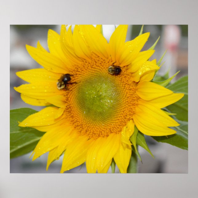 Sunflower with Bees Poster (Front)