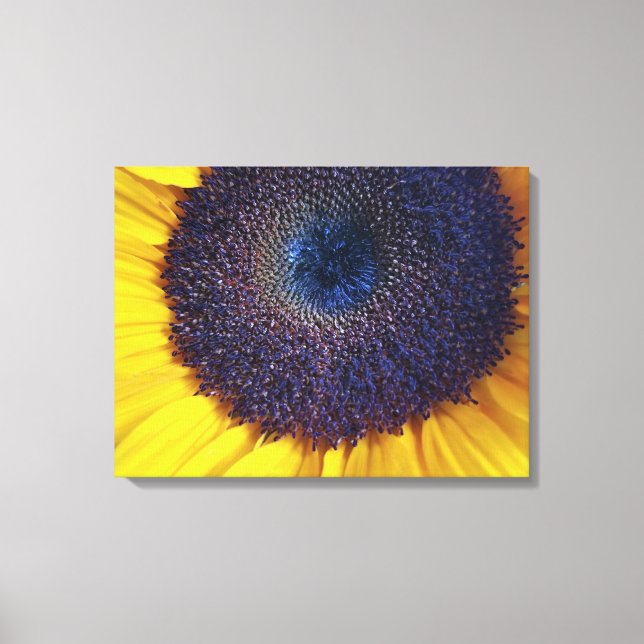 Sunflower with Blue Centre Closeup Canvas Art (Front)