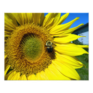 sunflower with bumble bee photo print
