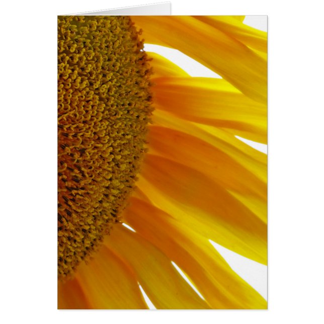 Sunflower with Bumblebees (Front)