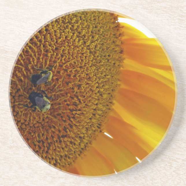 Sunflower with Bumblebees Coaster (Front)