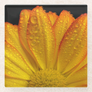 Sunflower with Dew Drops Glass Coaster