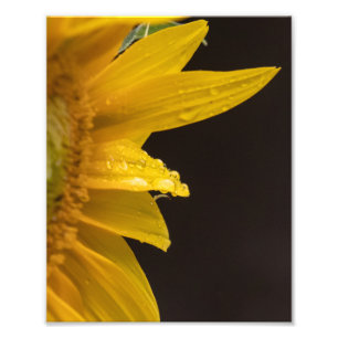 Sunflower With Raindrops Photo Print