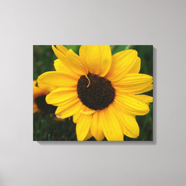 Sunflower Wrapped Canvas (Front)