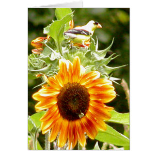 Sunflower & Yellow Bird & Bee
