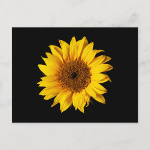 Sunflower Yellow on Black - Customised Sun Flowers Postcard