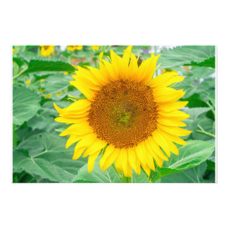 Sunflower yellow orange colour macro close up back photo print