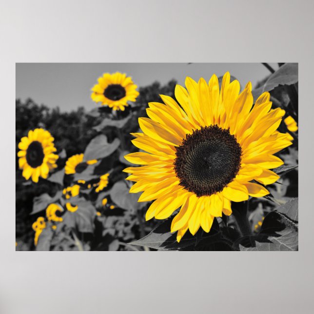 Sunflower: Yellow Splash Of Colour Poster (Front)