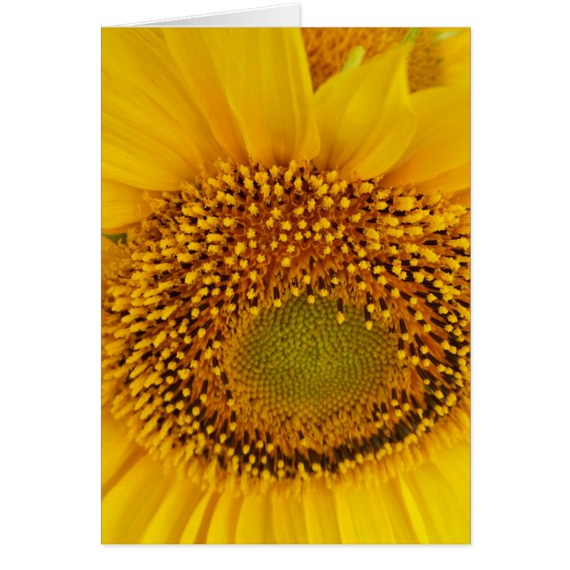 sunflowers (Front)