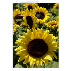 Sunflowers