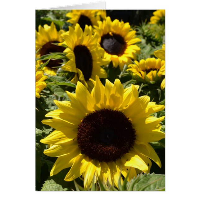 Sunflowers (Front)