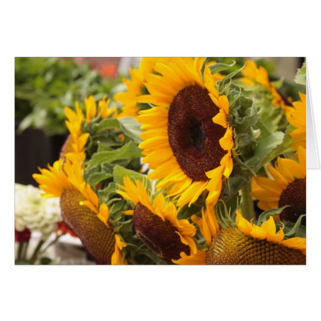 Sunflowers (Front Horizontal)
