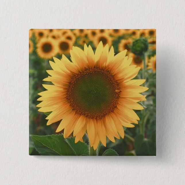 Sunflowers 15 Cm Square Badge (Front)