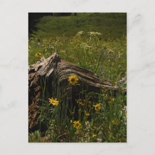 Sunflowers and log postcard