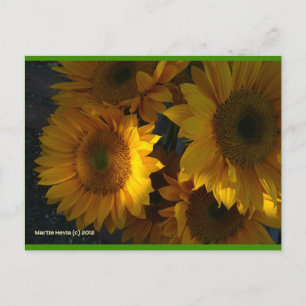 Sunflowers at Dusk Blue Beach Song™ Postcard