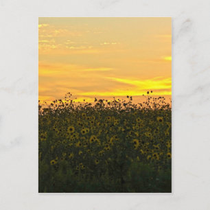 Sunflowers at Dusk Postcard