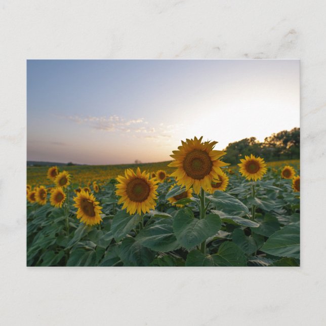 Sunflowers at dusk poster postcard (Front)