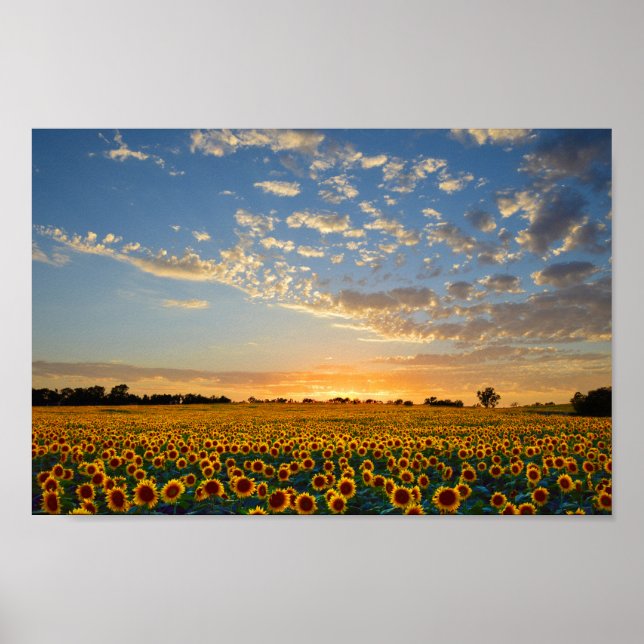 Sunflowers at Sunset 12x8 inches Poster (Front)