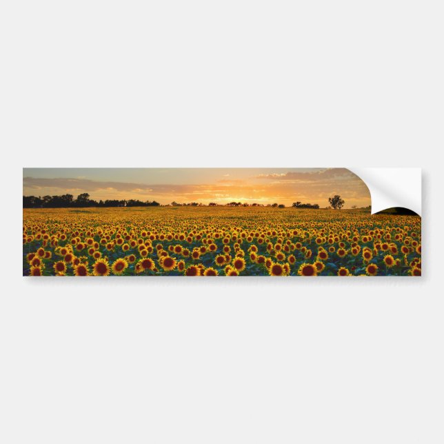 Sunflowers at Sunset Bumper Sticker (Front)