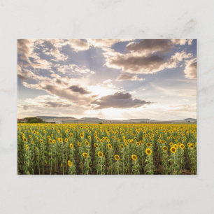 Sunflowers at Sunset Postcard