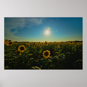 Sunflowers at Sunset Poster