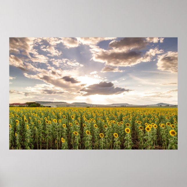Sunflowers at Sunset Poster (Front)