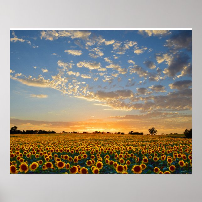Sunflowers at Sunset Poster (Front)