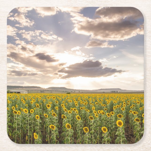 Sunflowers at Sunset Square Paper Coaster (Front)