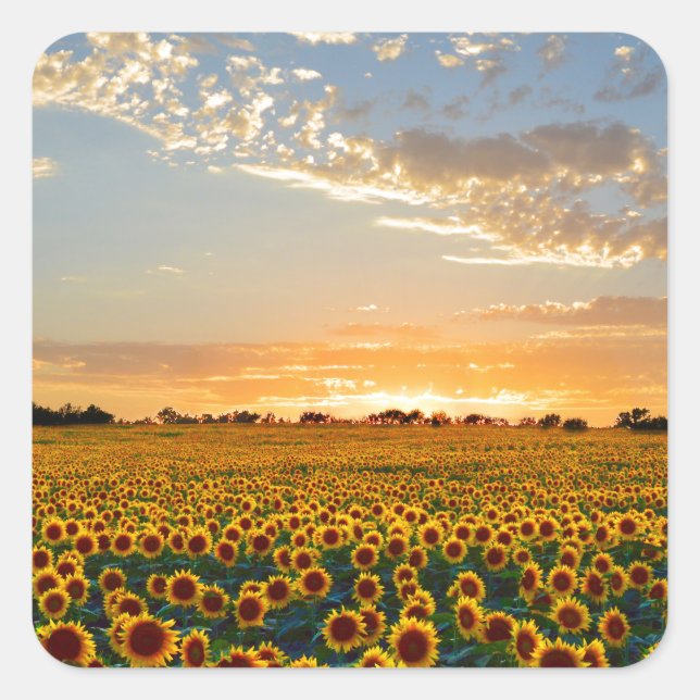 Sunflowers at Sunset Square Sticker (Front)