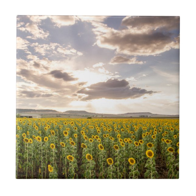 Sunflowers at Sunset Tile (Front)