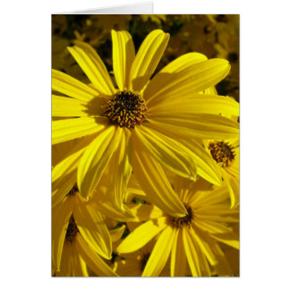 Sunflowers at the Zoo
