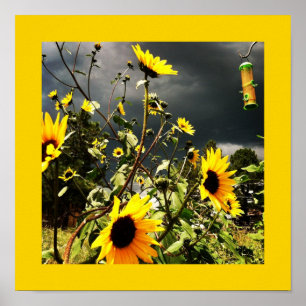 Sunflowers Before Dramatic Storm Clouds Photograph Poster