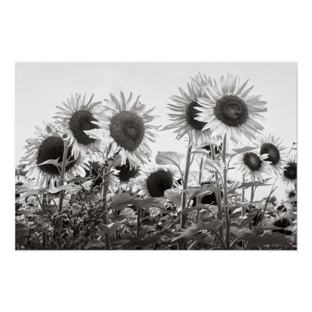 Sunflowers Black and White Fine Art Photography Poster (Front)