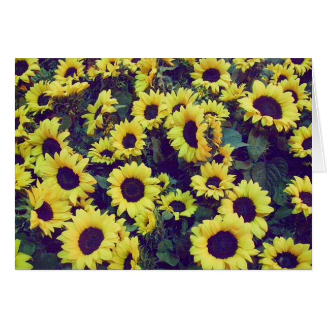 Sunflowers - Blank Card (Front Horizontal)