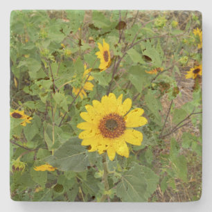 Sunflowers Blowing In The Wind, Stone Coaster