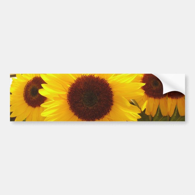 Sunflowers Bumper Sticker (Front)