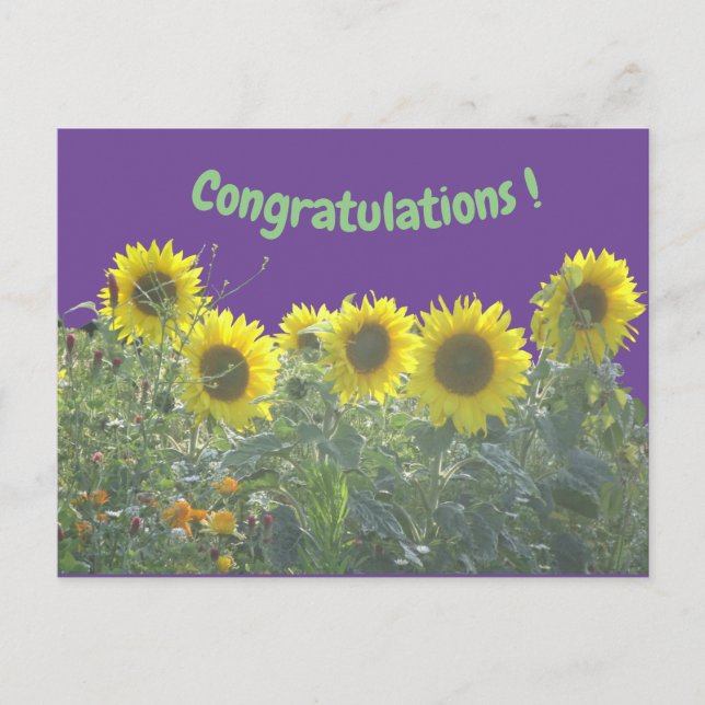 Sunflowers Congratulations Postcard (Front)