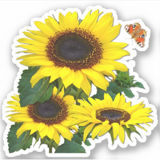 Sunflowers Contour (Front)