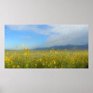 Sunflowers, Dunes & Mountains, Colorado Poster
