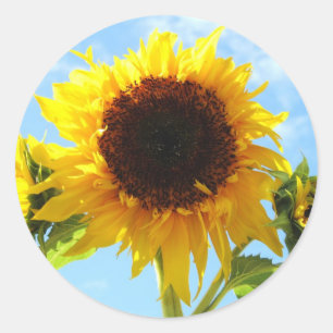 Sunflowers Envelope Seals or Stickers