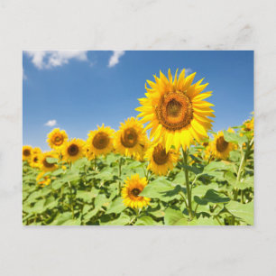 Sunflowers field Postcard