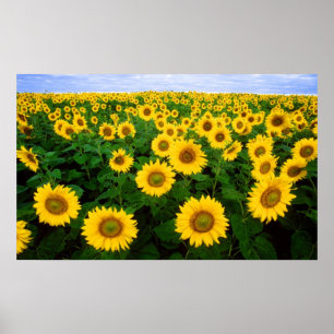 Sunflowers Forever Poster