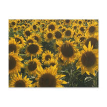 Sunflowers Greeting Card