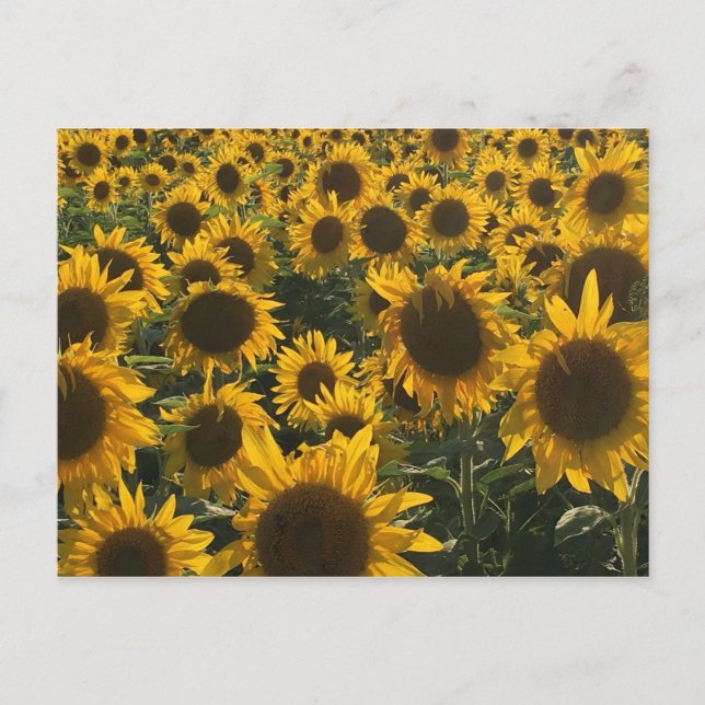 Sunflowers Greeting Card (Front)