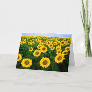 Sunflowers Greetings Card