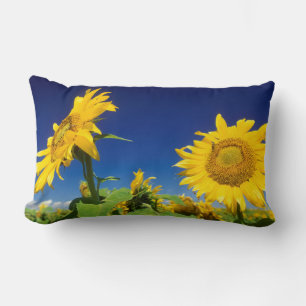Sunflowers (Helianthus Annuus), Near Senekal Lumbar Cushion